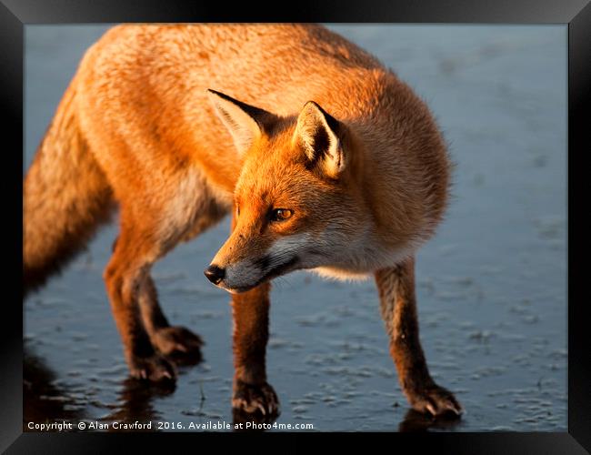 Red Fox on Icy Lake Framed Print by Alan Crawford