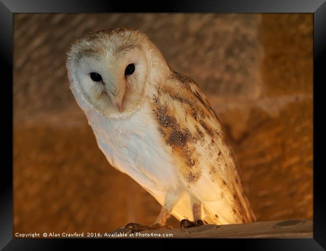 Barn Owl                   Framed Print by Alan Crawford