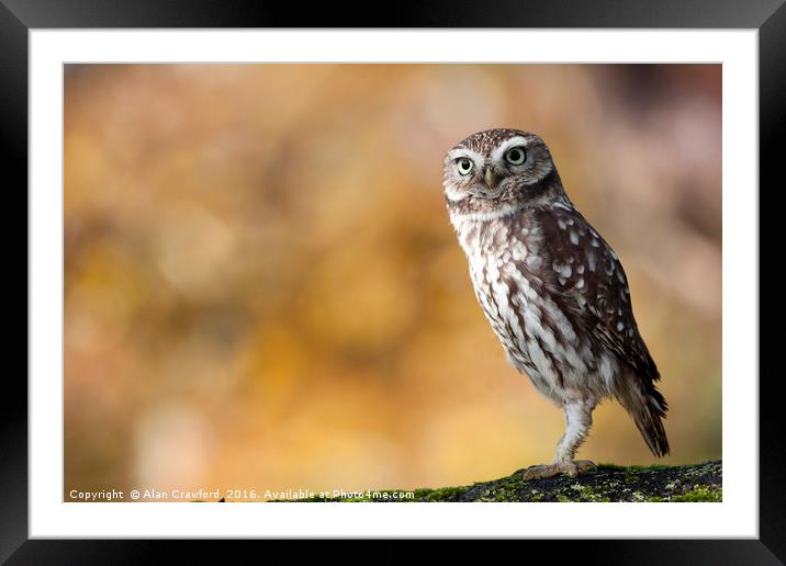 Little Owl Framed Mounted Print by Alan Crawford