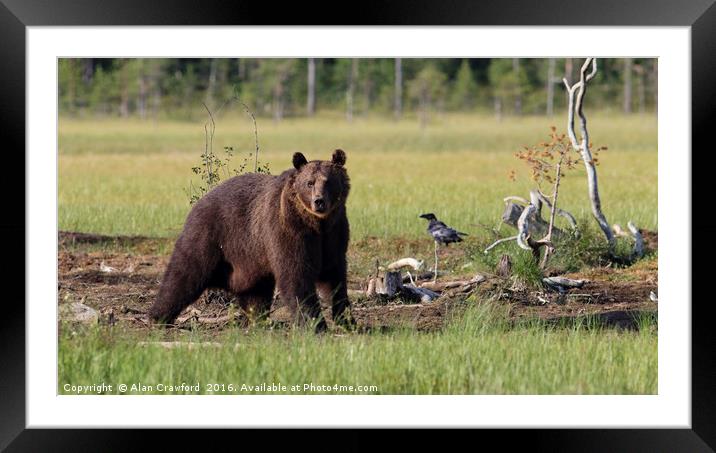 Brown Bear in Finland Framed Mounted Print by Alan Crawford