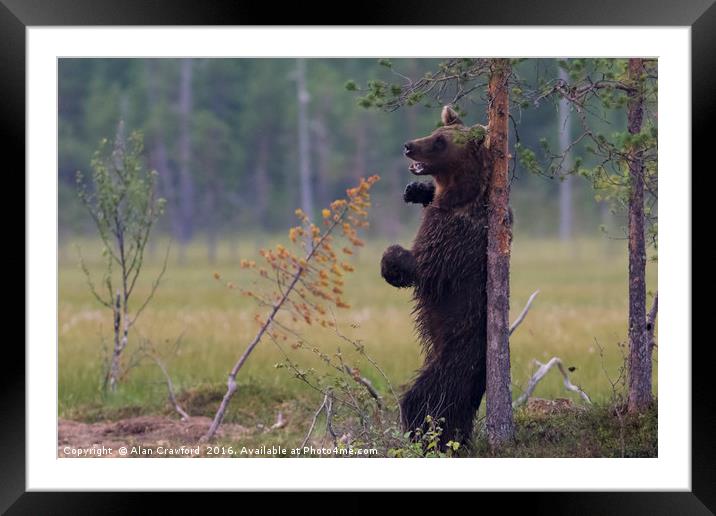 Brown Bear Scratching its back Framed Mounted Print by Alan Crawford