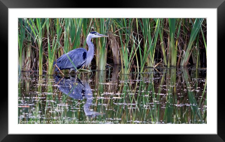 Grey Heron in Reeds Framed Mounted Print by Alan Crawford