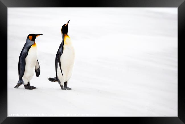 King Penguins, Falkland Islands Framed Print by Alan Crawford