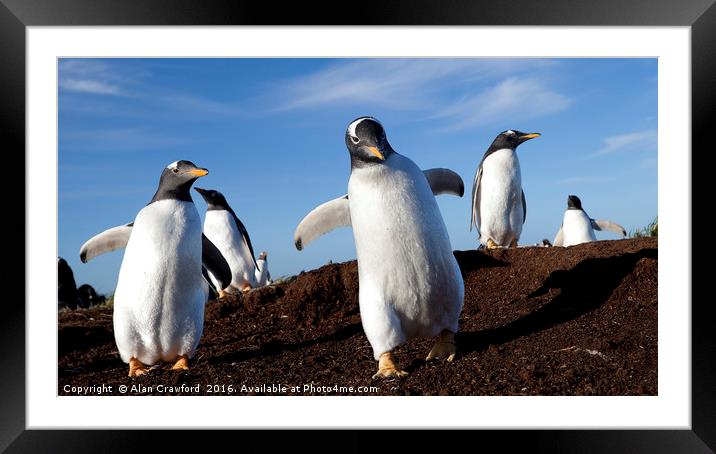 Gentoo Penguins on the Falkland Islands Framed Mounted Print by Alan Crawford