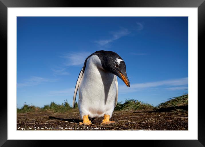 Gentoo Penguin, Falkland Islands Framed Mounted Print by Alan Crawford