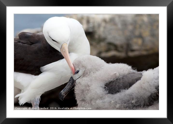 Black-Browed Albatross and chick, Falkland Islands Framed Mounted Print by Alan Crawford