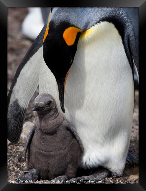 King Penguin with chick, Falkland Islands Framed Print by Alan Crawford