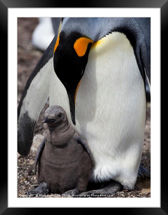 King Penguin with chick, Falkland Islands Framed Mounted Print by Alan Crawford