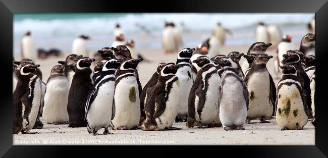Magellanic Penguins, Falkland Islands Framed Print by Alan Crawford