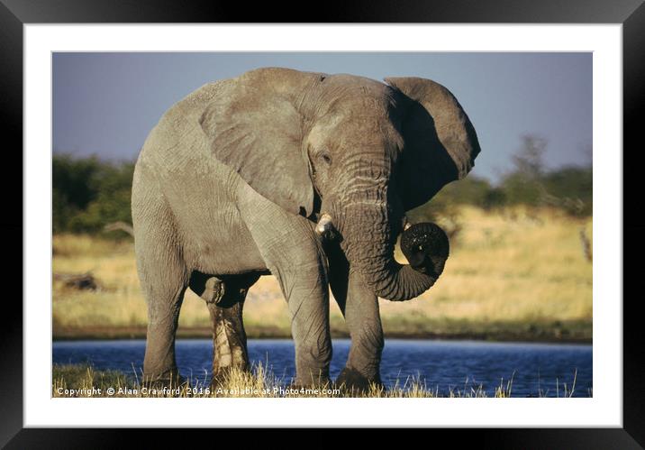 African Bull Elephant Framed Mounted Print by Alan Crawford