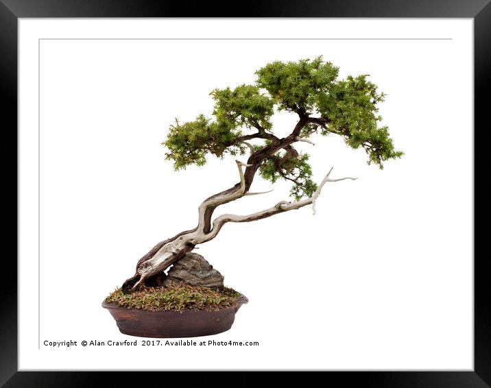 Bonsai on white Framed Mounted Print by Alan Crawford