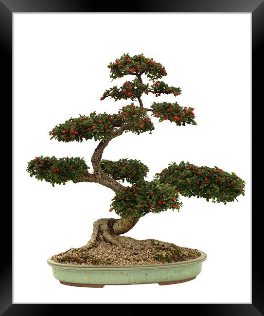 Cotoneaster Bonsai on white Framed Print by Alan Crawford