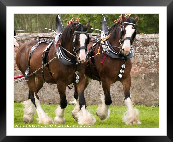 A Pair of Clydesdale Horses in full tack Framed Mounted Print by Alan Crawford