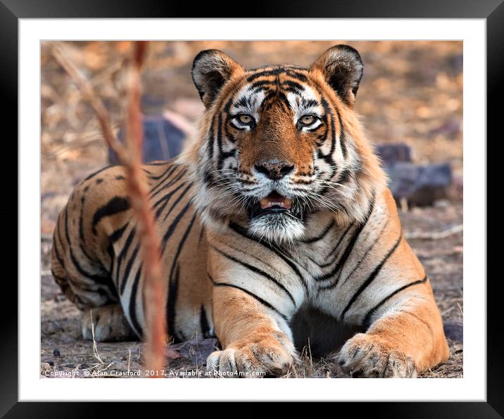 Tiger, Tiger Framed Mounted Print by Alan Crawford
