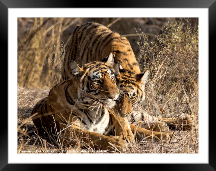 Tiger and Cub, India Framed Mounted Print by Alan Crawford