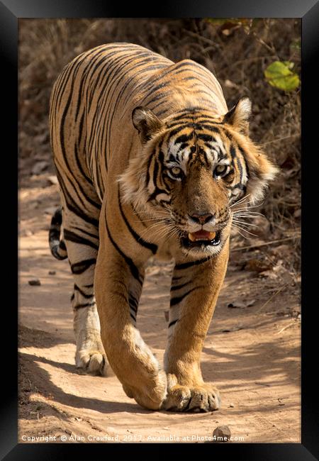 Bengal Tiger Framed Print by Alan Crawford