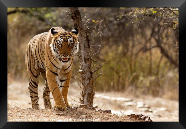 Bengal Tiger at Ranthambhore National Park, India Framed Print by Alan Crawford