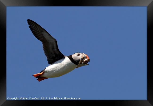 Puffin in Flight Framed Print by Alan Crawford