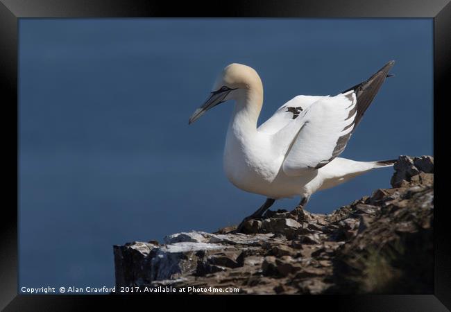 Gannet on the Cliffs at Troup Head, Scotland Framed Print by Alan Crawford