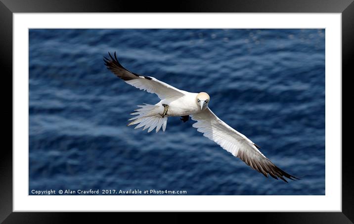 Gannet in Flight Framed Mounted Print by Alan Crawford