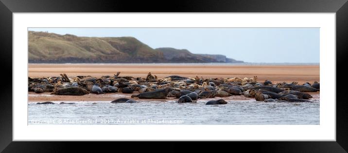 Grey Seals on the Beach Framed Mounted Print by Alan Crawford