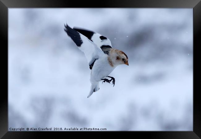Snow Bunting, Cairngorms Framed Print by Alan Crawford