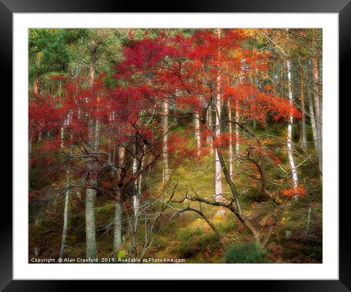 Autumn Colour Abstract Framed Mounted Print by Alan Crawford