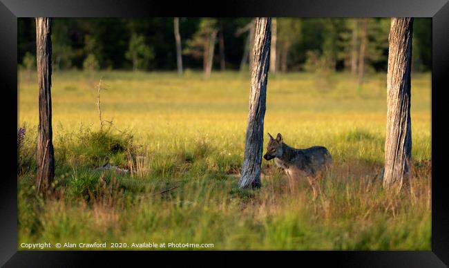 Watching Wolf Framed Print by Alan Crawford