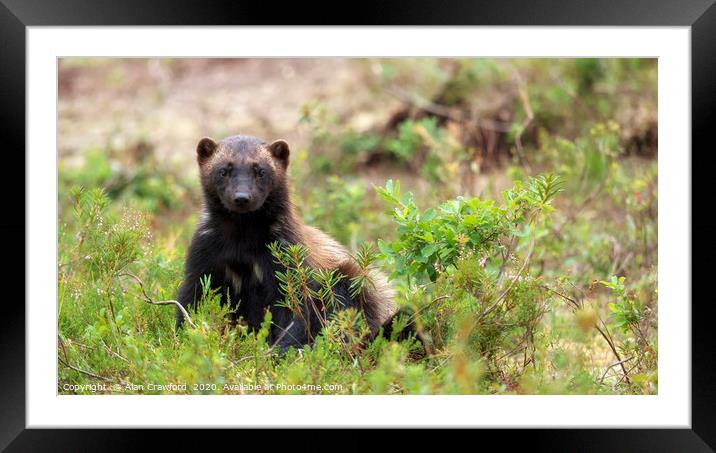 Wolverine in the woods, Finland Framed Mounted Print by Alan Crawford