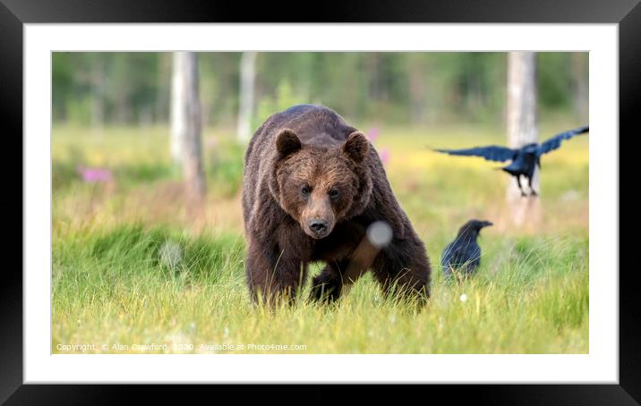 European Brown Bear, Finland Framed Mounted Print by Alan Crawford