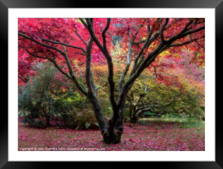 Autumn Colours Framed Mounted Print by Alan Crawford