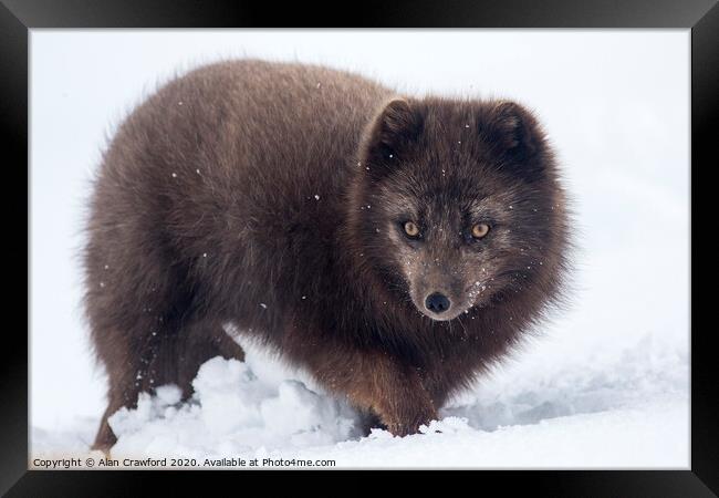 Arctic Fox, Iceland Framed Print by Alan Crawford