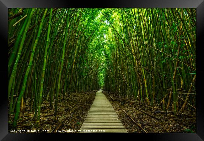 The magical and mysterious bamboo forest of Maui. Framed Print by Jamie Pham