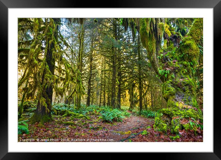 Hall of Mosses in the Hoh Rainforest. Framed Mounted Print by Jamie Pham