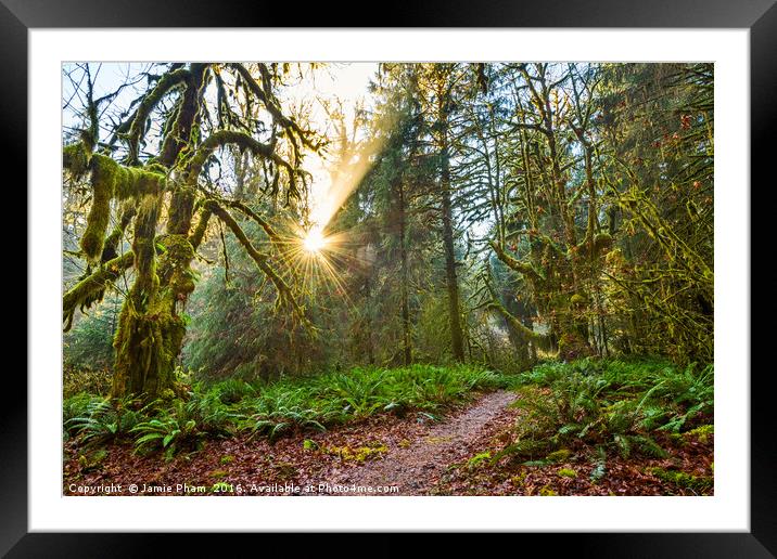 Hall of Mosses in the Hoh Rainforest. Framed Mounted Print by Jamie Pham