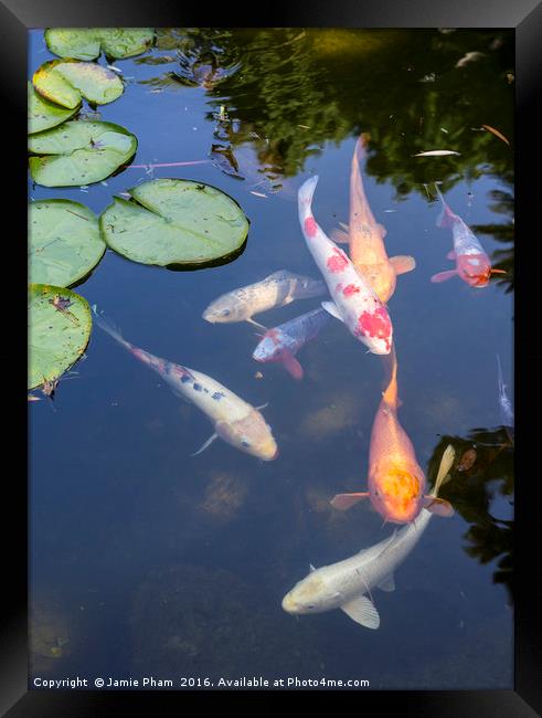 Beautiful koi fish and lily pads in a garden. Framed Print by Jamie Pham