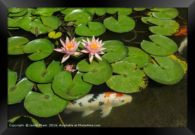 Beautiful lily pond with pink water lilies in bloo Framed Print by Jamie Pham