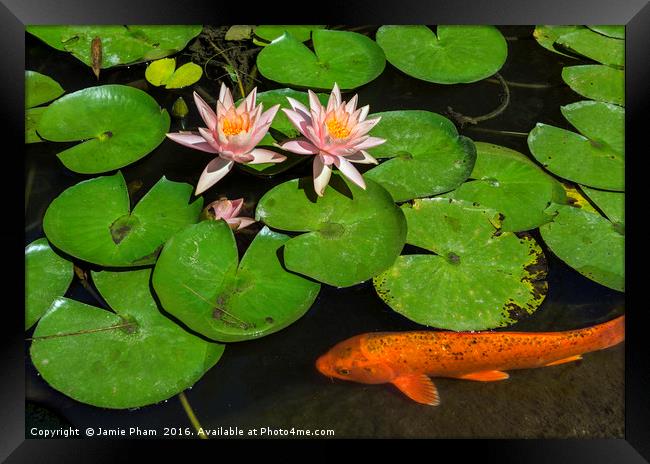 Beautiful lily pond with pink water lilies in bloo Framed Print by Jamie Pham