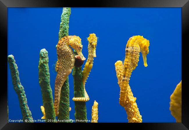 Pacific seahorses, Hippocampus ingens are among th Framed Print by Jamie Pham