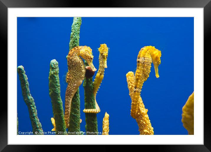 Pacific seahorses, Hippocampus ingens are among th Framed Mounted Print by Jamie Pham