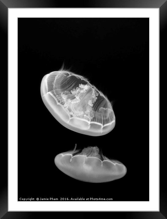 The Moon Jelly, Aurelia labiata, are named for the Framed Mounted Print by Jamie Pham