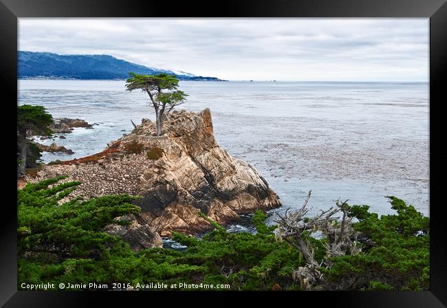 The famous Lone Cypress tree at Pebble Beach in Mo Framed Print by Jamie Pham