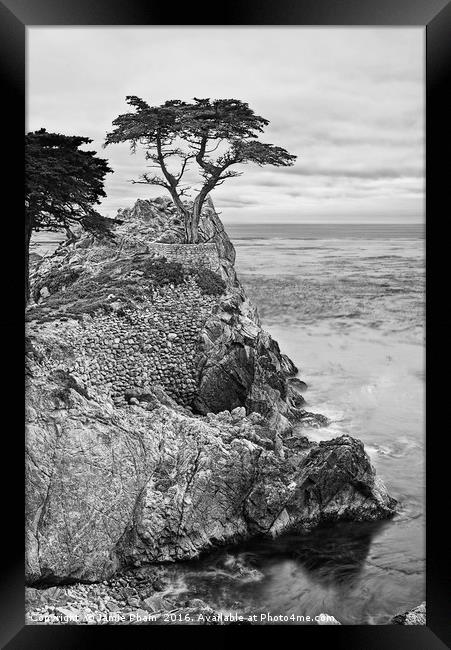 The famous Lone Cypress tree at Pebble Beach in Mo Framed Print by Jamie Pham