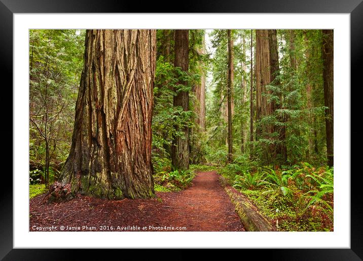 The beautiful and massive giant redwoods, Sequoia  Framed Mounted Print by Jamie Pham