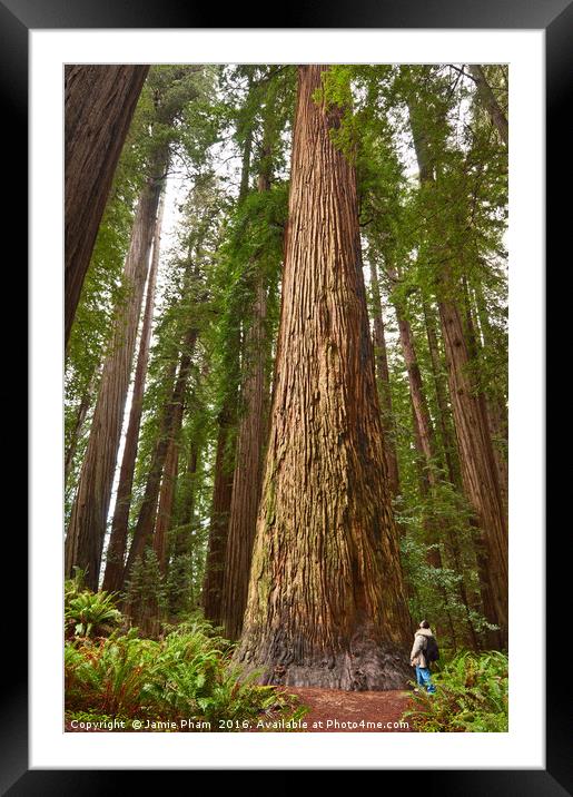 The beautiful and massive giant redwoods, Sequoia  Framed Mounted Print by Jamie Pham