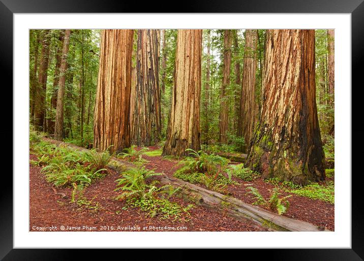 The beautiful and massive giant redwoods, Sequoia  Framed Mounted Print by Jamie Pham