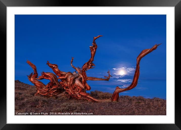 Dramatic view of the Ancient Bristlecone Pine Fore Framed Mounted Print by Jamie Pham