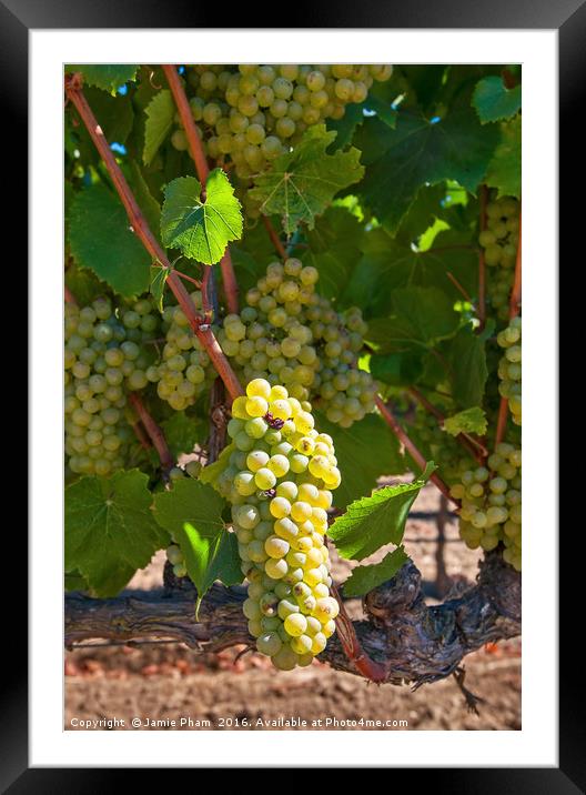 Beautiful view of wine vineyards in Napa Valley. Framed Mounted Print by Jamie Pham