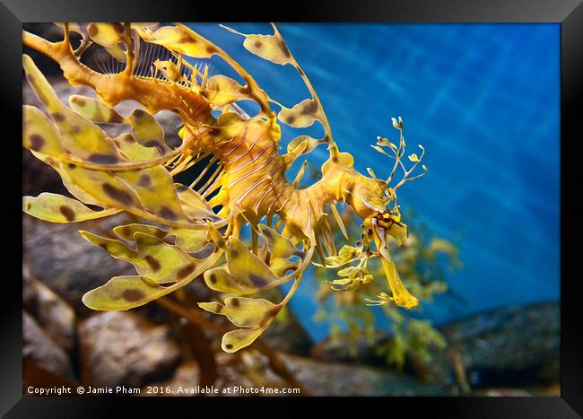Leafy Sea Dragon, Phycodurus eques. Framed Print by Jamie Pham