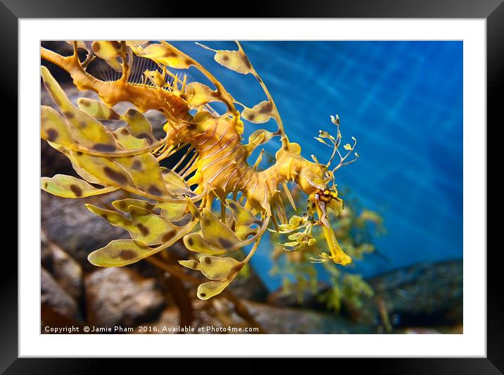 Leafy Sea Dragon, Phycodurus eques. Framed Mounted Print by Jamie Pham